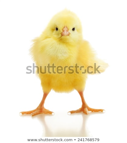 Stockfoto: Adorable Baby Chick Chicken On White Background