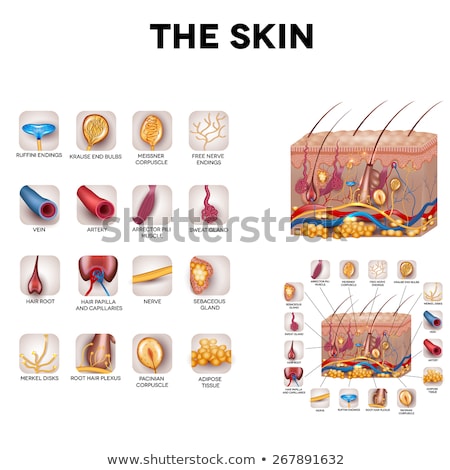 Stok fotoğraf: The Skin Components Detailed Illustrations Icons