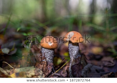 Stockfoto: Two Boletus In Sunny Forest