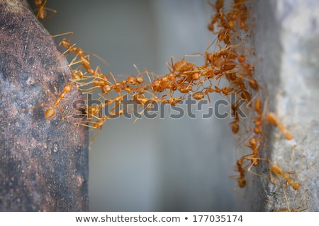 Stock photo: Working Ants At The Nest