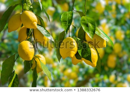 Foto d'archivio: Lemon Tree With Fruits