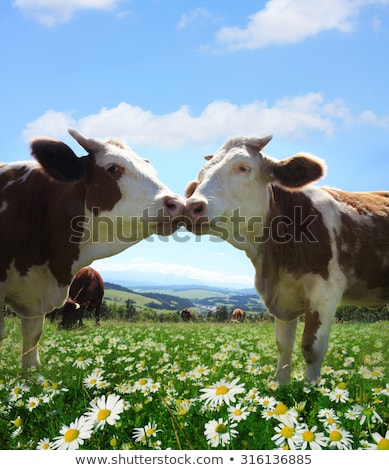 ストックフォト: Cows Grazing On A Lovely Green Pasture