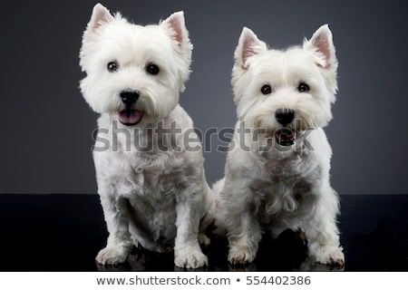 [[stock_photo]]: Two West Highland White Terrier Sitting In A Dark Studio