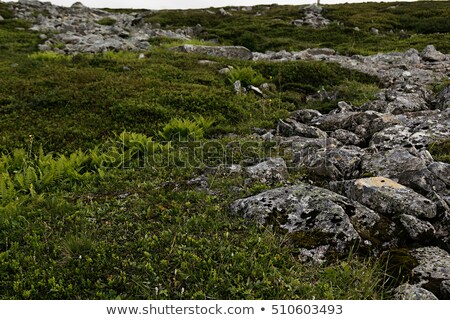 Stok fotoğraf: Green Alpine Meadow And Stones In The Highlands Scotland