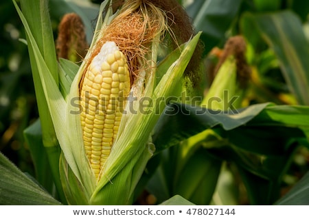 Stock fotó: Field Of Healthly Corn