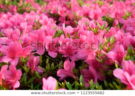 Foto stock: Azalea Flowers
