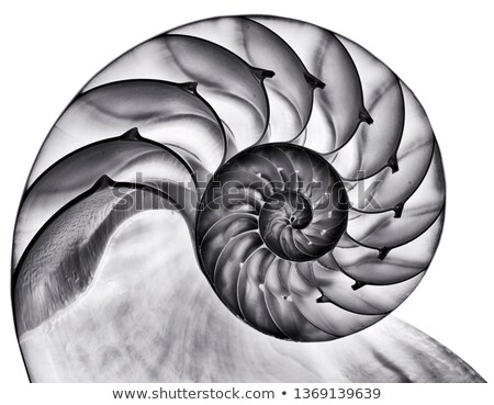 Stock photo: Shell Spiral