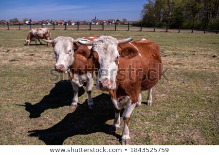 Stock photo: Cattles At A Meadow Waiting For Feeding