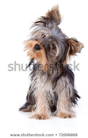 Foto stock: Lovely Yorkshire Terrier Standing In A Black Studio