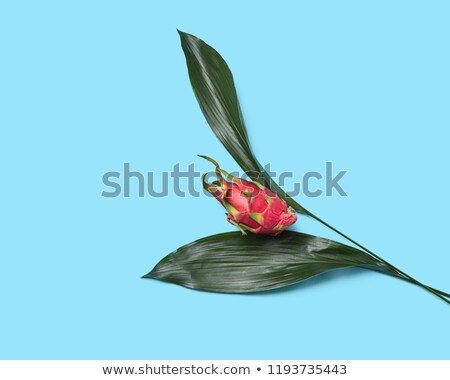 Stock fotó: Composition In The Form Of A Red Flower From An Exotic Fruit Of Pitahaya And Green Leaves On A Blue