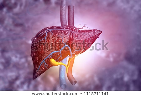 Stock photo: Liver