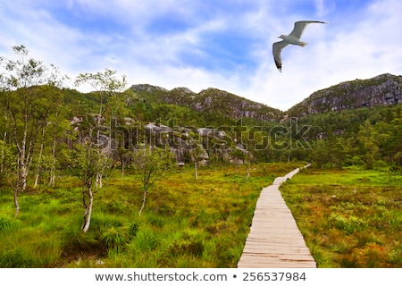 Stok fotoğraf: Pathway Preikestolen Norway