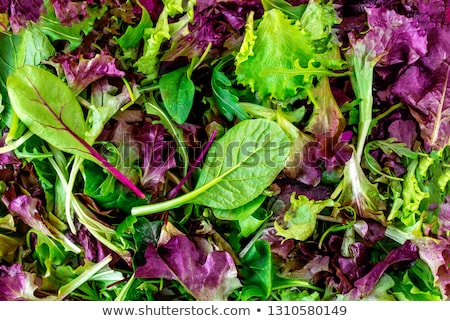 Foto stock: Green Food Background With Salad Leaves Mix