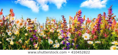 Bed Of Colorful Flowers Foto stock © Smileus