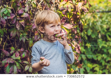 Stok fotoğraf: New Zealand Exotic Food Berry Nergi Or Small Kiwi Child Picking Green Baby Kiwi Fruit Actinidia A