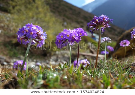 Foto stock: Colorful Primula Flower