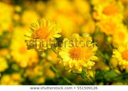 [[stock_photo]]: Chrysanthemum Indicum Flowers