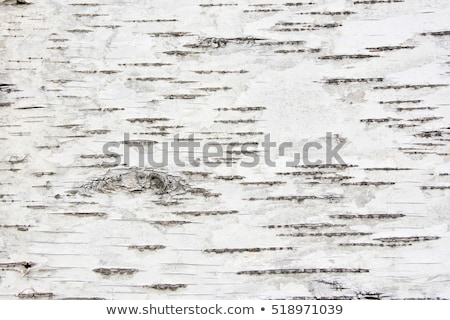 Stok fotoğraf: Birch Bark