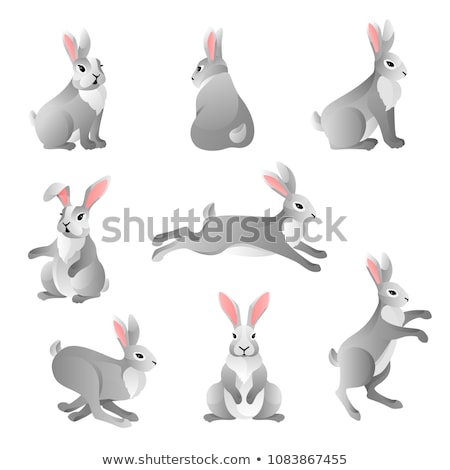 Foto d'archivio: Bunny In Various Poses