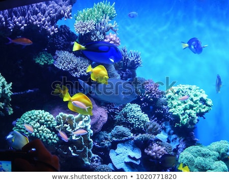 Сток-фото: Colorful Aquarium Fishes