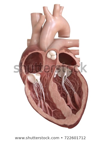 ストックフォト: Heart Cross Section