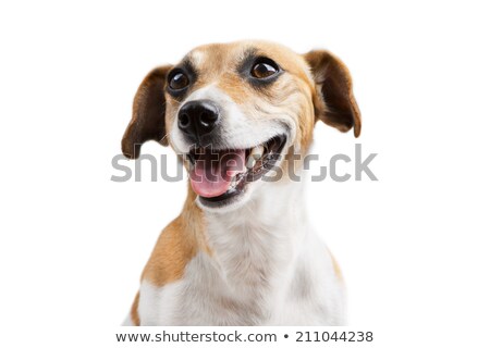 Stock foto: Smiley Dog Sitting In White Backgroud Studio