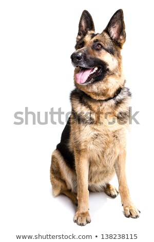 Stock fotó: German Shepherd Dog Portrait In A Black Studio