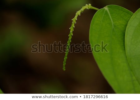 [[stock_photo]]: Tropical Plant Leaves In Garden As Botanical Background Nature And Environment