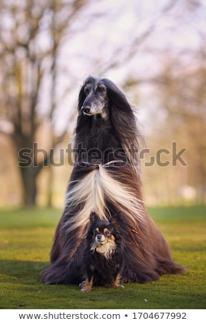 Stock photo: Two Dogs Falling In Love