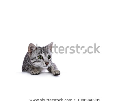 Zdjęcia stock: Hunting Silver Spotted Egyptian Mau Cat Kitten Climbing Over Edge Isolated On White Background