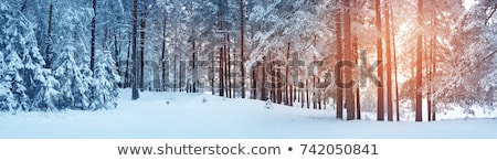 [[stock_photo]]: Frozen Tree In Winter