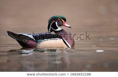 Stock fotó: Drake Wood Duck