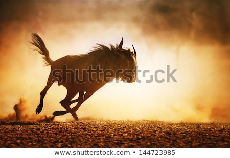 Stockfoto: Blue Wildebeest In Desert