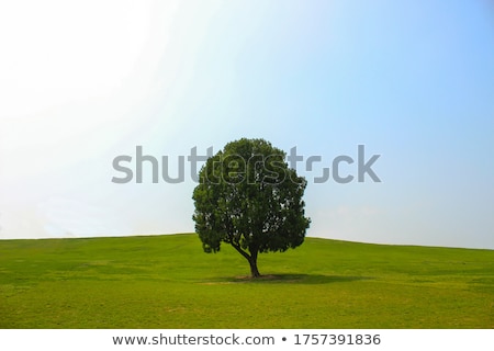 Zdjęcia stock: Lone · Tree