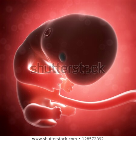 [[stock_photo]]: 3d Rendered Illustration - Human Fetus Month 2