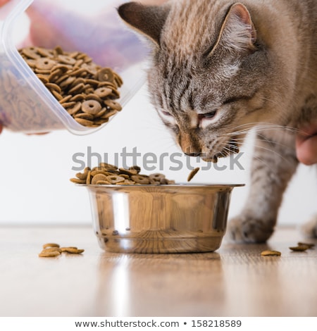 Foto stock: Young Cat Eating At Home From Its Bowl Female Hand Adding Food