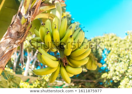 Foto d'archivio: Hanging From A Tree