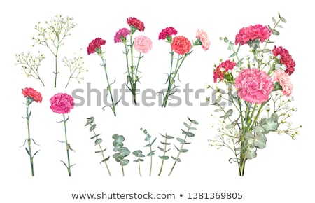 Stok fotoğraf: Flowers Carnation