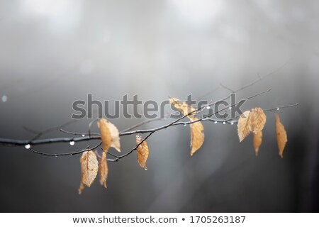 Stok fotoğraf: Af · İnanç