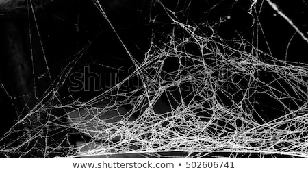 Stockfoto: Spider Web Natural Net Photo