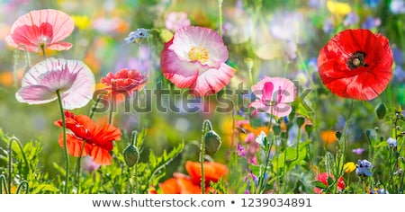ストックフォト: Summer Field Of Red Poppies And Wild Flowers