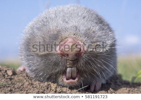 Foto stock: Blind As A Mole