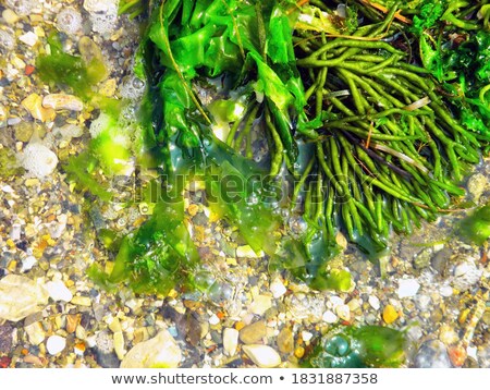 [[stock_photo]]: High Contrast Weed Leaf