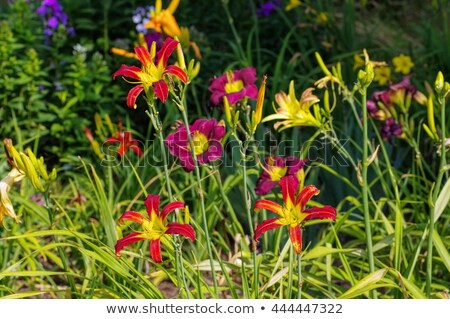 Foto d'archivio: Daylily Of The Species Red Ribbons