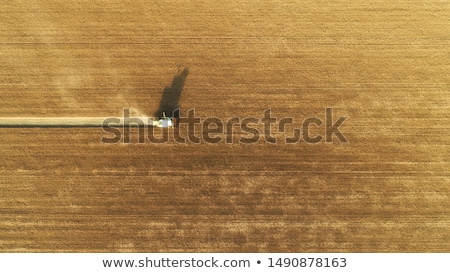 Stok fotoğraf: Top View Combine Harvester Gathers The Wheat At Sunset Harvesti