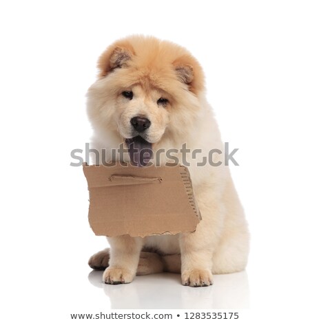 Stock foto: Seated Chow Chow With Empty Sign Around Neck Looks Down