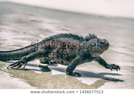 [[stock_photo]]: Galapagos Marine Iguana Walking On Tortuga Bay Beach - Iguanas Santa Cruz Island