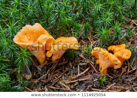 Cantharellus Cibarius Or Chanterelle Stock fotó © muuraa