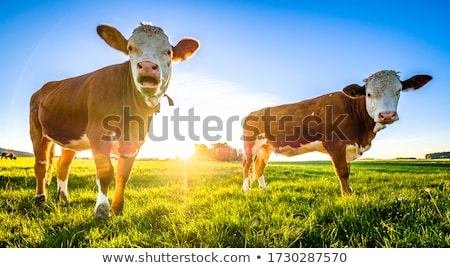 ストックフォト: Portrait Of Nice Brown Cow In A Field