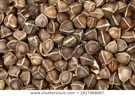 Stockfoto: Edible Moringa Oleifera